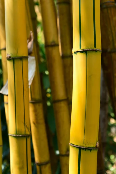 Sarı bambu ormanı — Stok fotoğraf