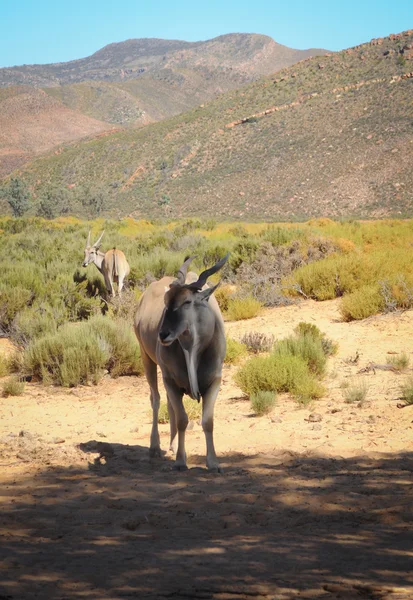 Eland la più grande antilope in Africa — Foto Stock