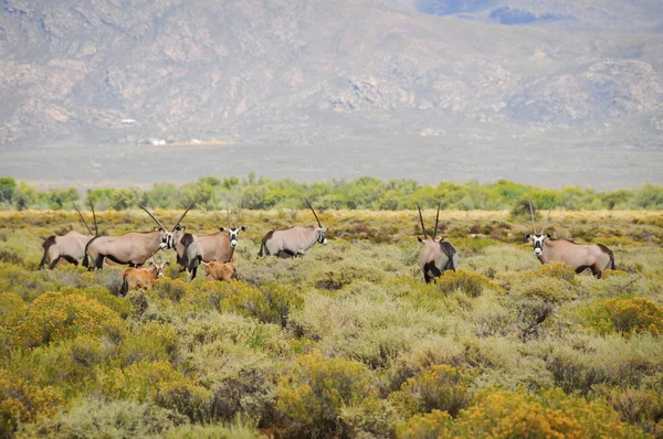 Gemsbok antelopes with calfs at South African bush — Stock Photo, Image