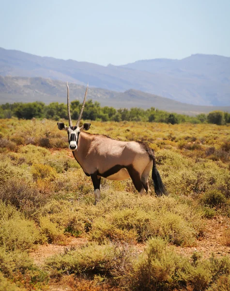 Antilope Gemsbok al cespuglio sudafricano — Foto Stock
