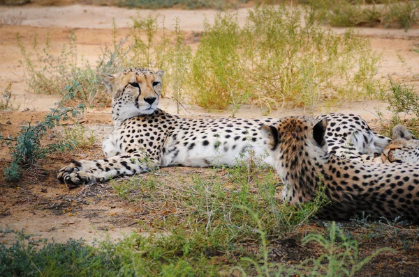 Geparden im afrikanischen Busch — Stockfoto