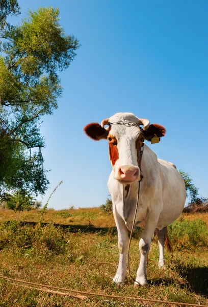 Vaca no campo — Fotografia de Stock