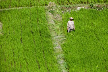 Yeşil pirinç alan işçi