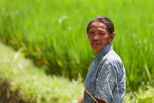 Trabajador en campo de arroz verde —  Fotos de Stock