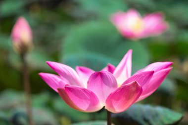 Lotus çiçeği.