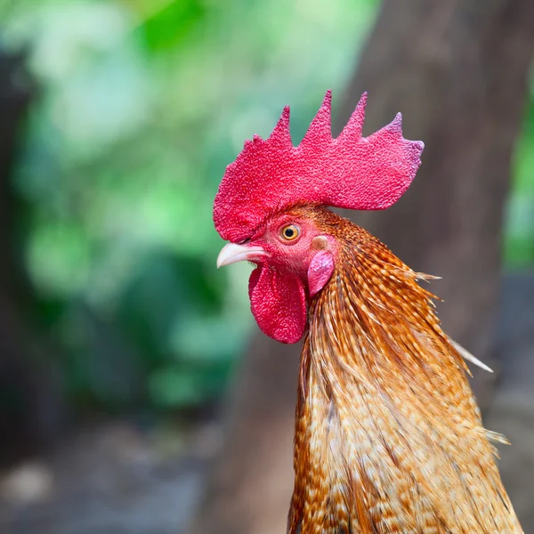 Retrato de galo — Fotografia de Stock