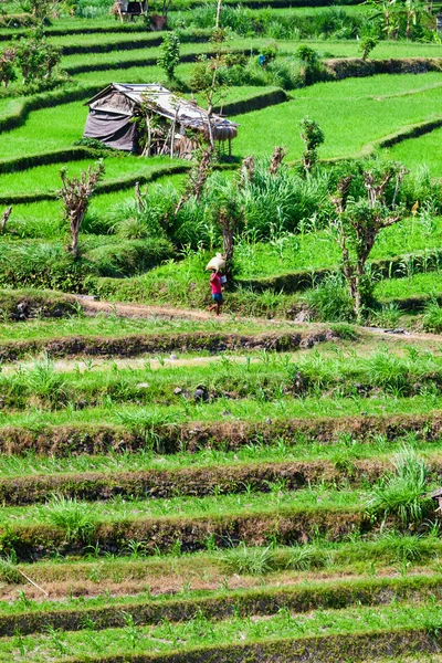 Reen arroz campo terraza — Foto de Stock