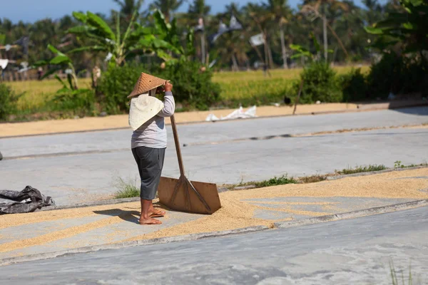 Secagem de grãos de subida, Bali, Indonésia — Fotografia de Stock