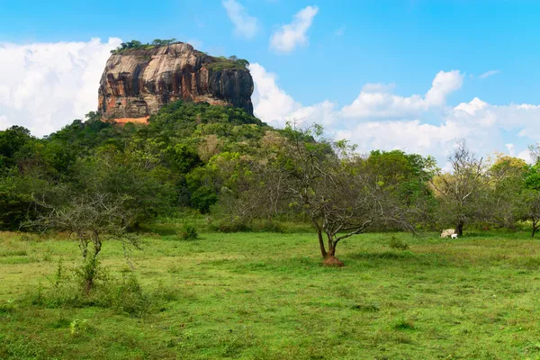 Hög klippa under grön skog — Stockfoto