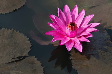 Fuşya renkli yıldız lotus çiçeği