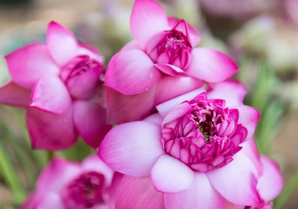 粉红色的新鲜藕芽花 — 图库照片
