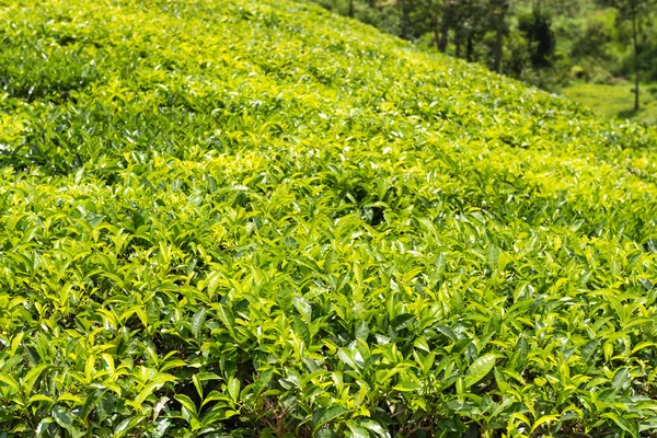 Grüne Plantage mit Ceylontee — Stockfoto