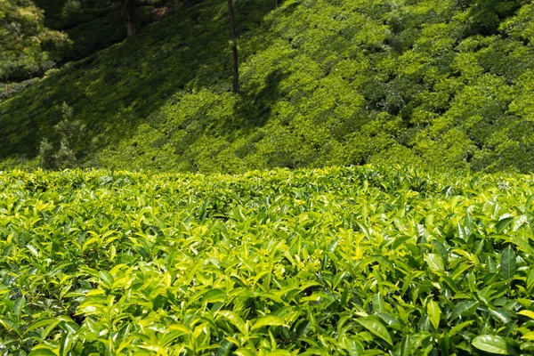 Plantação verde de chá de Ceilão — Fotografia de Stock