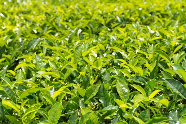 Zielona plantacja herbaty cejlońskiej — Zdjęcie stockowe