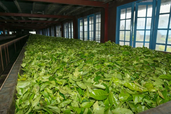 Сушка свежей чайной культуры на чайной фабрике — стоковое фото