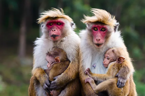 Οικογένεια μαϊμού — Φωτογραφία Αρχείου
