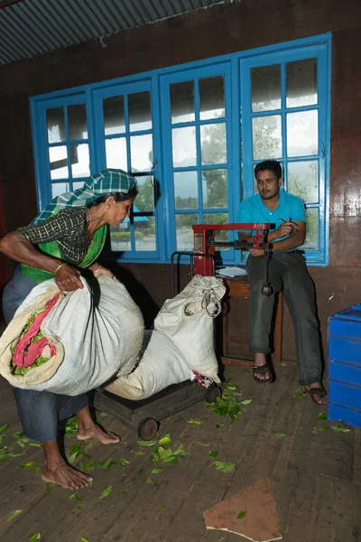 Tanaman teh menimbang pada pabrik teh — Stok Foto