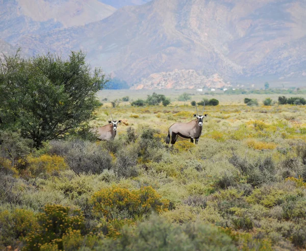 Gemsbok antelopes at South African bush — Stock Photo, Image