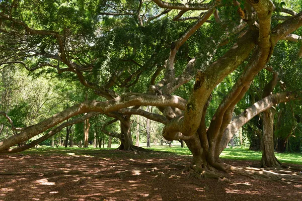 Тропічне дерево з величезними гілками — стокове фото