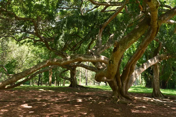 Albero tropicale con rami enormi — Foto Stock