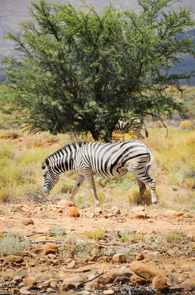 One wild zebra in Afrian bush — Stock Photo, Image