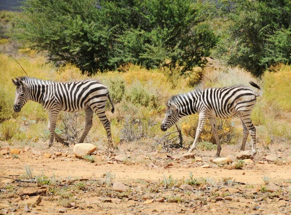 Dwie zebry mały dziki — Zdjęcie stockowe