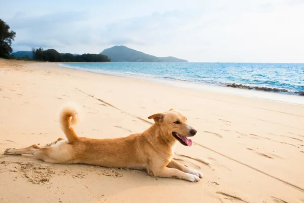 Relaxed dog on tropical beach