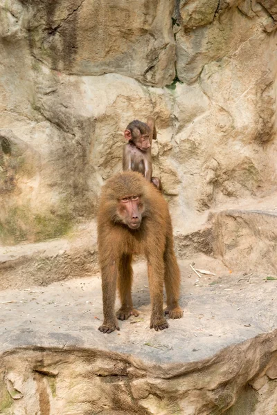 Babuíno bebê montando em suas costas da mãe — Fotografia de Stock