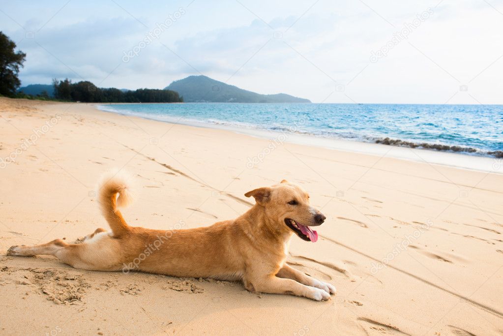 Entspannter Hund am tropischen Strand Stockfotografie lizenzfreie