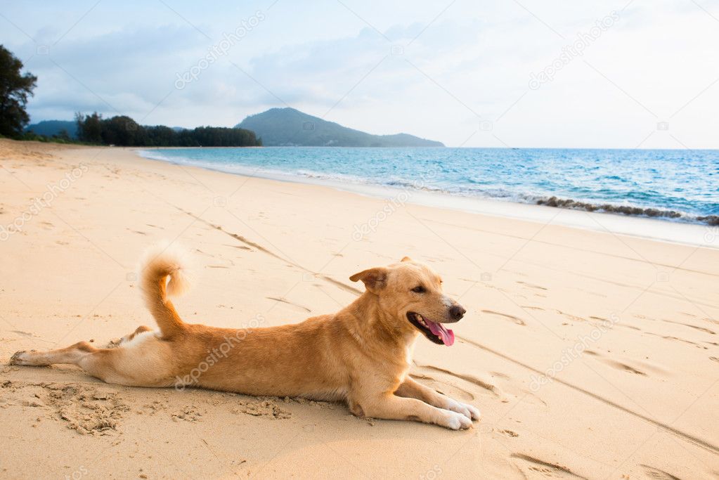 Relaxed dog on tropical beach