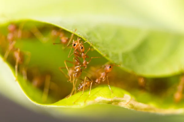 Weaver ants in green leaves — Stock Photo, Image