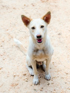 meraklı sevimli köpek arıyorum