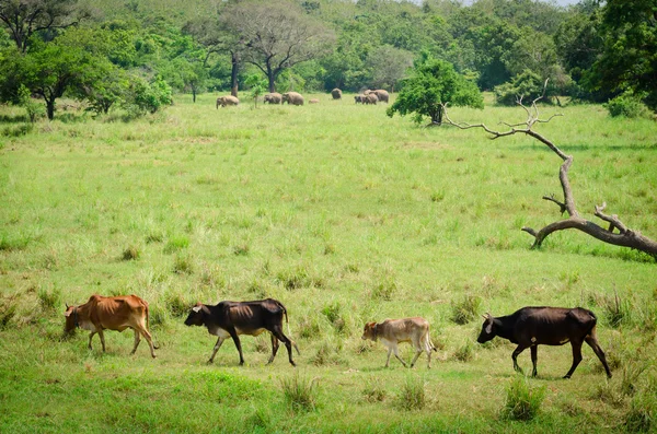 家畜や野生の象 — ストック写真