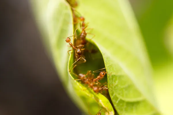 பச்சை இலைகளில் நெசவு எறும்புகள் — ஸ்டாக் புகைப்படம்