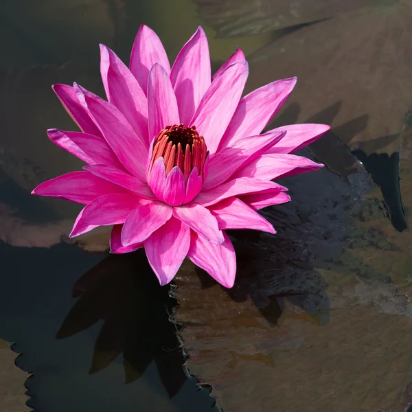 Flor de loto estrella de color fucsia — Foto de Stock