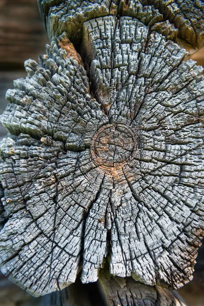 Sección transversal antigua de tronco de madera — Foto de Stock