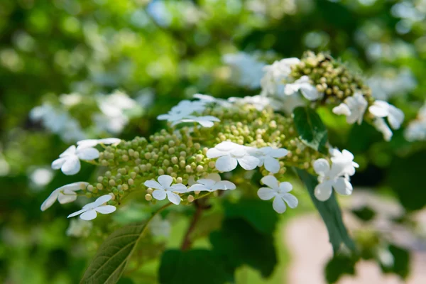 Arrowwood (Viburnum) flores — Fotografia de Stock