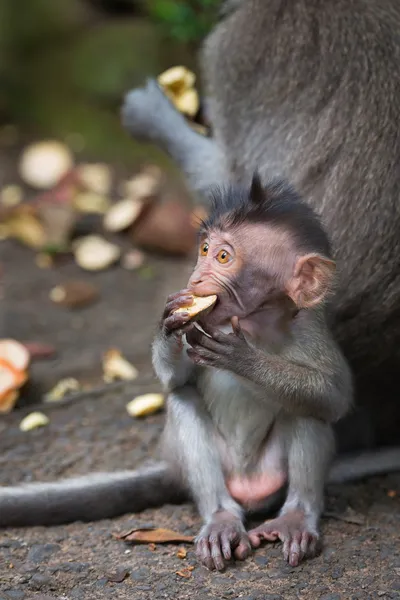 Monkey small chind macaque — Stock Photo, Image