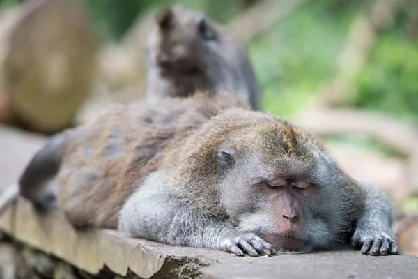 Aseo de dormir salvaje gran mono líder — Foto de Stock