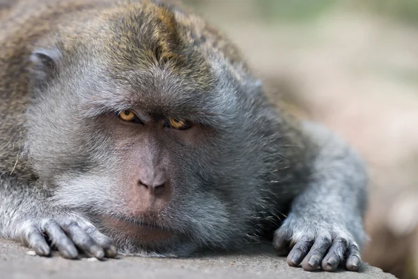 Intento y estricta mirada de gran líder de mono salvaje en reposo — Foto de Stock