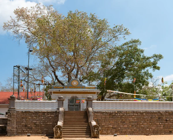 Sacred Sri Maha Bodhi tree in Anuradhapura, Sri Lanka — Stock Photo, Image