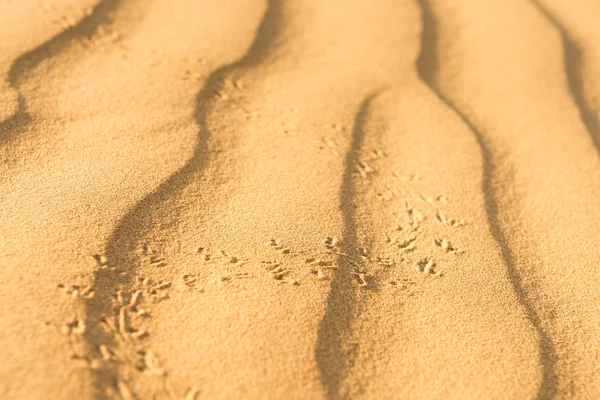 Skarabäus auf Sanddüne in der Wüste — Stockfoto