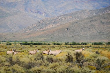 Gemsbok antilop Güney Afrika Bush
