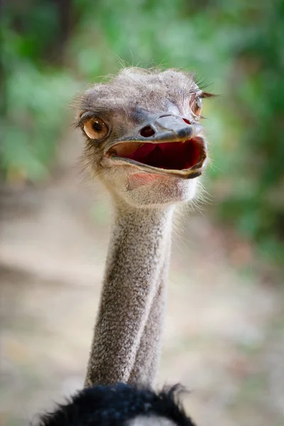 Cabeça de pássaro avestruz engraçado — Fotografia de Stock