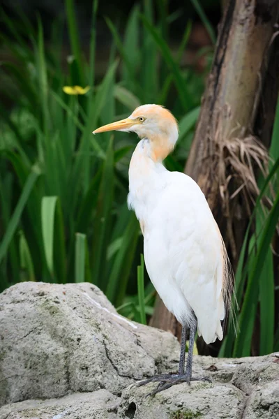 Cattle Egret in nature — Stock Photo, Image