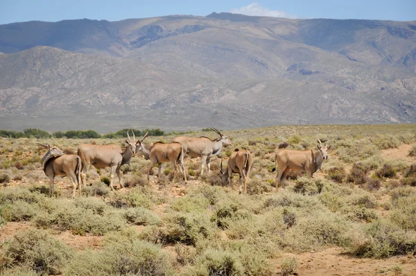 Group of elands, the largest antelope in Africa — Stock Photo, Image