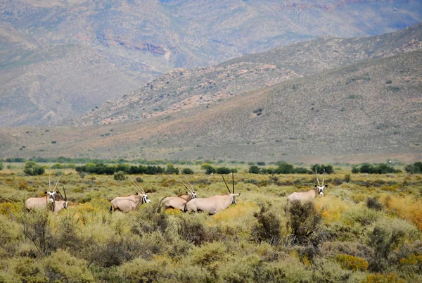 Antílopes Gemsbok en arbusto sudafricano — Foto de Stock