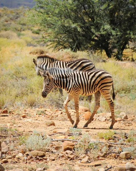 Due piccole zebre selvatiche — Foto Stock