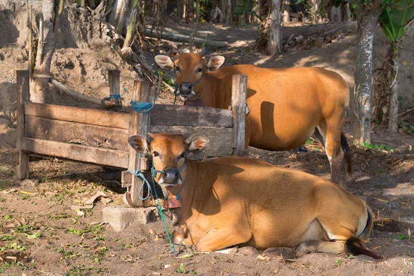 Vacas marrones cerca de bebedero de madera — Foto de Stock