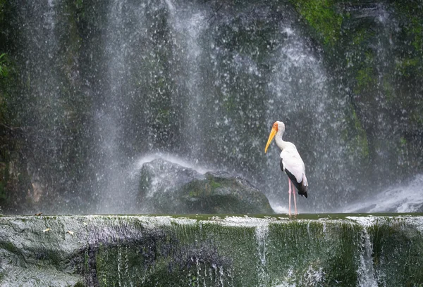 Milky stork in front of a waterfall — Stock Photo, Image